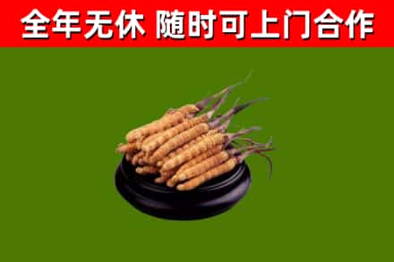 长武烟酒回收冬虫夏草.jpg